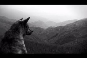 Wolf's Law