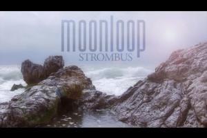 Strombus