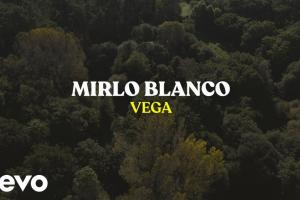 Mirlo Blanco