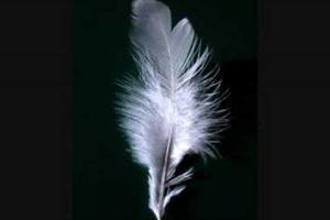 Feathers