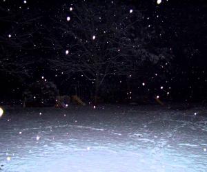 Silent Night