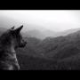 Wolf's Law