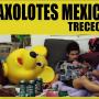 Trececatorce